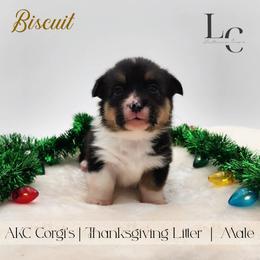Biscuit - Black and tan male Pembroke Welsh Corgi puppy in Pine Village, Indiana from NL Horsemanship