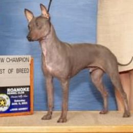 American Hairless Terrier and Chihuahua All Grown Up from CAS