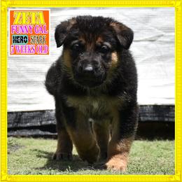 ZETA - Black and red female German Shepherd puppy in Murrieta, California from Diamond Oaks German Shepherds