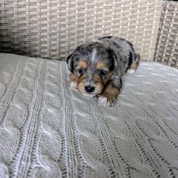 Diego - male Australian Mountain Doodle puppy in Winchester, Virginia from Morningstar Goldendoodles