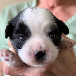 Louis - Parti male Lhasa Apso puppy in Fort Worth, Texas from Cynthia's Lhasa Apsos