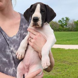 Tom - Blue and white Great Dane puppy in Cleburne, Texas from Nick and Megan's Danes