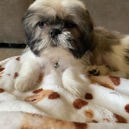 Dash - male Companion Cross puppy in Coalinga, California from Precious Paws Shih tzus