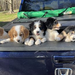 Aussiedoodle Puppies from Hearth&Hound Doodles