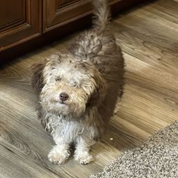 Apple - Goldendoodle