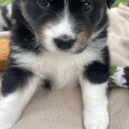Australian Shepherds and Miniature Australian Shepherds from Schwanke Aussie’s