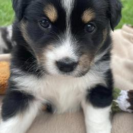 Australian Shepherds and Miniature Australian Shepherds from Schwanke Aussie’s