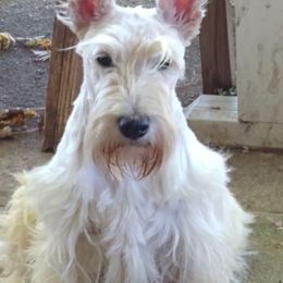 Scottish Terriers from Moore's We Little Farm AKC Scotties