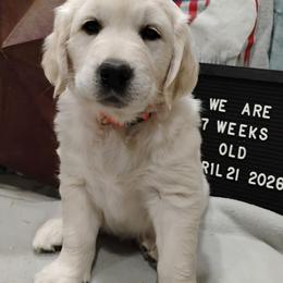 Orange collar girl - Light golden female Golden Retriever puppy in Rochester, Washington from Grand Mound Goldens