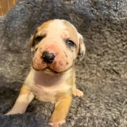 Honey - Harlequin female Great Dane puppy in Somerset, Ohio from Quarter Creek Danes