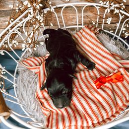 Girl 1 - Black Bernedoodle puppy in Mountain Grove, Missouri from Swan Field Farms