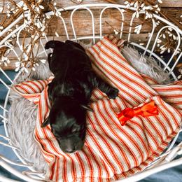 Girl 1 - Black Bernedoodle puppy in Mountain Grove, Missouri from Swan Field Farms