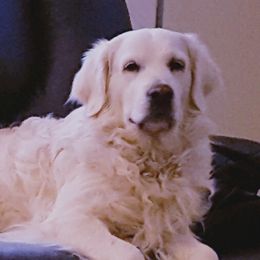 Glory - Golden Retriever