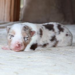 (ABCA) Fleet - White and red merle female Border Collie puppy in Bronson, Florida from Sandhill Ranch Border Collies