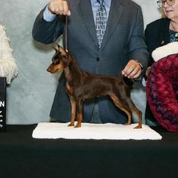 Cosmo - Miniature Pinscher