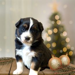 Chanel - Black tri-color female Australian Shepherd puppy in Ashland, Ohio from SS Australian Shepherds