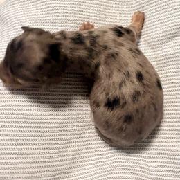 Dapple girl - Dapple female Dachshund puppy in Newark, Delaware from Rich Point