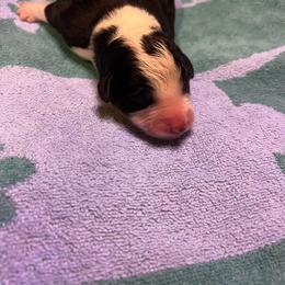 Jeep (of Hawaii) - Black tri-color female Australian Shepherd puppy in Bennett, Colorado from Alolan Angel Aussies