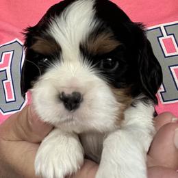 Boy 5 - Tri-color male Cavalier King Charles Spaniel puppy in Morriston, Florida from Cutesy Cavaliers