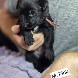 Medium Pink Collar Female - Gold brindle female Dutch Shepherd puppy in Dallas, Georgia from Bluestone Creek Dutch Shepherds