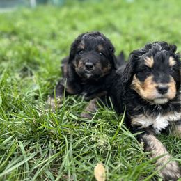 Bernedoodle and Poodle Puppies from Doggy Darlins