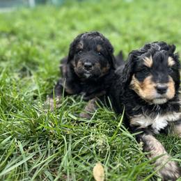 Bernedoodle and Poodle Puppies from Doggy Darlins