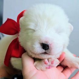 Red collar - White male Samoyed puppy in Downey, Idaho from Seven Diamond Samoyeds
