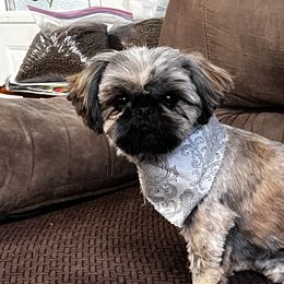 Dot - Shih Tzu