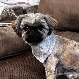Dot - Shih Tzu