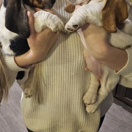 Basset Hound puppies from Valley Basset Hounds