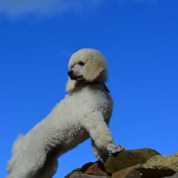Poodle Puppies from D and D Standard Poodles