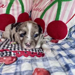 Juliet - Blue merle female Miniature Australian Shepherd puppy in California from Eagle River Aussies