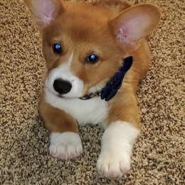 Pembroke Welsh Corgi Puppies from Tiny Titans K9