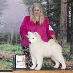 Samoyed Puppies from Larajus Samoyeds