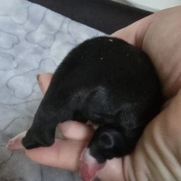 Black girl (light blue collar) - Black and white female Boston Terrier puppy in Des Moines, Iowa from Razmom's Boston Terriers