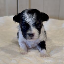 Girl 3 - Black and white female Havanese puppy in Elkins, Arkansas from Havana Knights Havanese