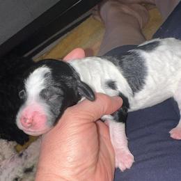 Anakin - Parti male Poodle puppy in Prosperity, Pennsylvania from Stelladoodles & Company