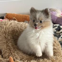 Champagne - Blue merle male Pomeranian puppy in San Jacinto, California from Savvypomeranians