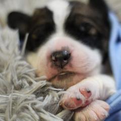 Saint Berdoodle Puppies from My-T Saint Berdoodles