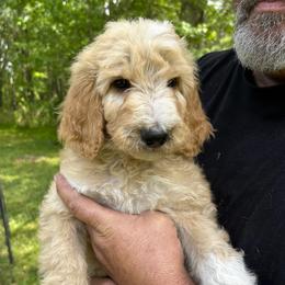 Goldendoodle puppies from Pups of the Lowcountry