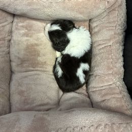 Ninja - Liver and white English Springer Spaniel puppy in Duncansville, Pennsylvania from Paylie Springers