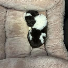 Ninja - Liver and white English Springer Spaniel puppy in Duncansville, Pennsylvania from Paylie Springers