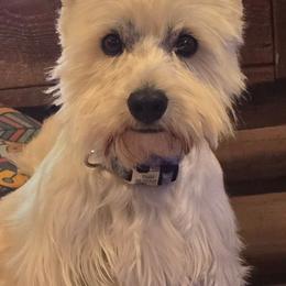 West Highland White Terrier puppies from Langley's Moonshine Westies