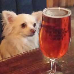 Chihuahua All Grown Up from Pretty pups
