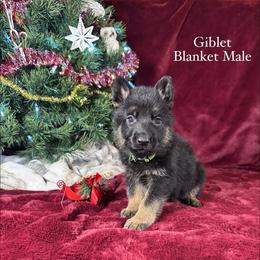 Giblet - Black and red male German Shepherd puppy in New Cambria, Missouri from Des Hausraben Shepherds
