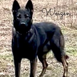 Trena - German Shepherd