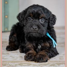 House - Black male Cockapoo puppy in Connersville, Indiana from Deaz Doodle Ranch