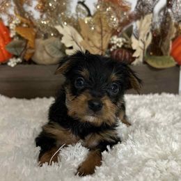Male tradicional - Black and tan male Yorkshire Terrier puppy in Denver, Colorado from Melrey's paws