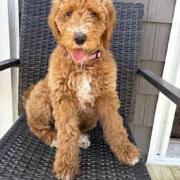 Skye - Red  female Goldendoodle puppy in Bogue Chitto, Mississippi from Valentine Kennels