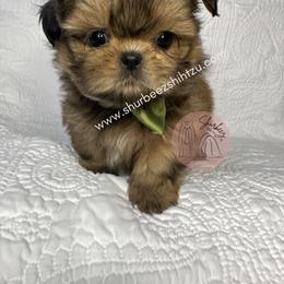 Shih Tzu Puppies from Shurbeez Shih Tzu